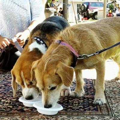 14457509 1784221375125229 283005517006167135 N Copy