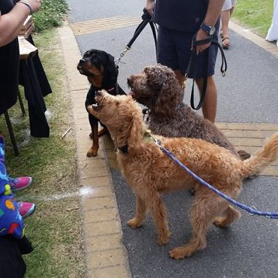 17966448 1059713060800409 6614916664911727468 O